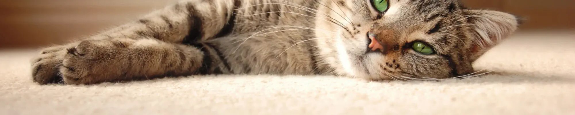 Cat laying on soft pet-friendly carpet flooring